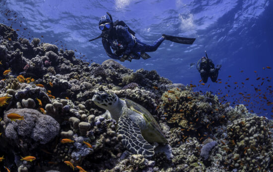 two scuba divers float over a coral reef in Egypt. There's a sea turtle in the foreground of the image.