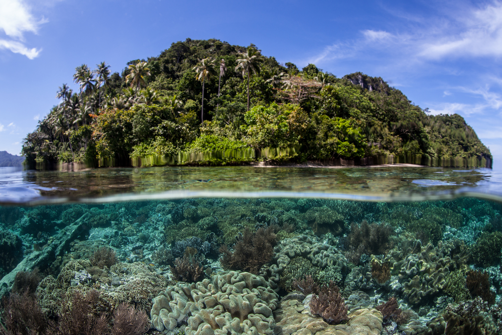 Raja-Ampat-Indonesia-Coral-Reef