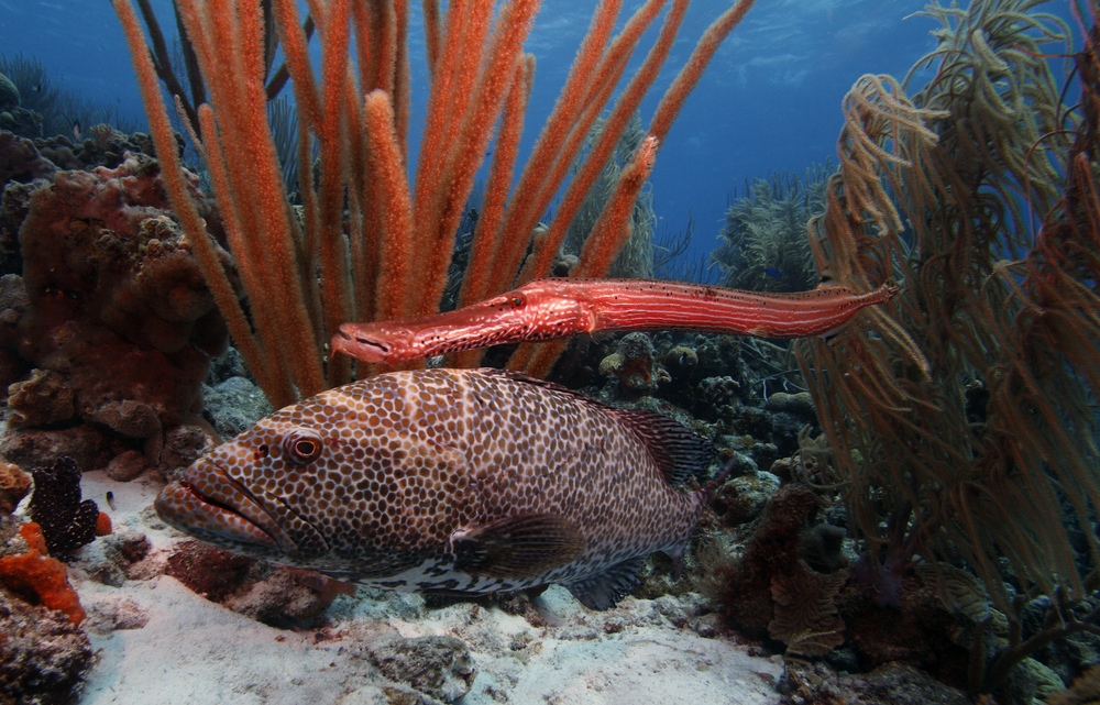 Tiger-grouper-trumpet-fish-bonaire