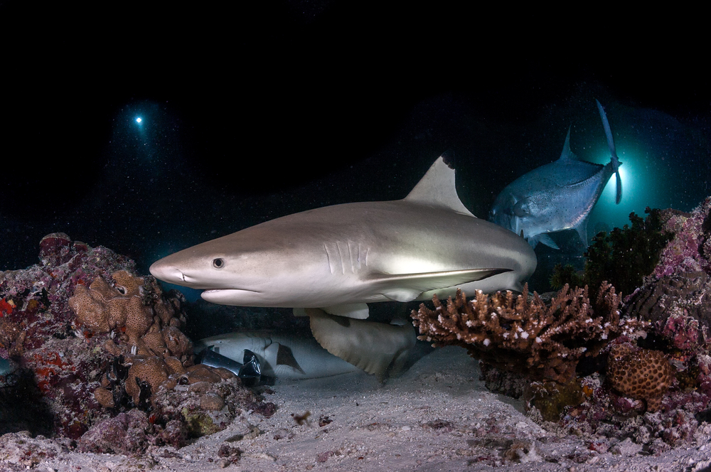 black-tip-reef-shark-maldives