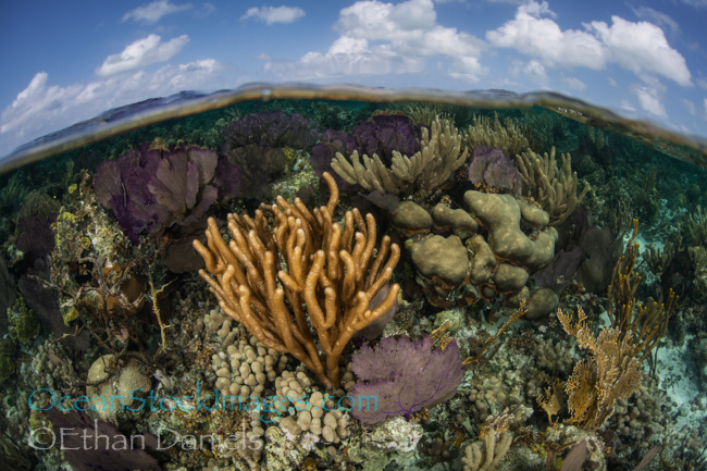 ethan-daniels-underwater-coral
