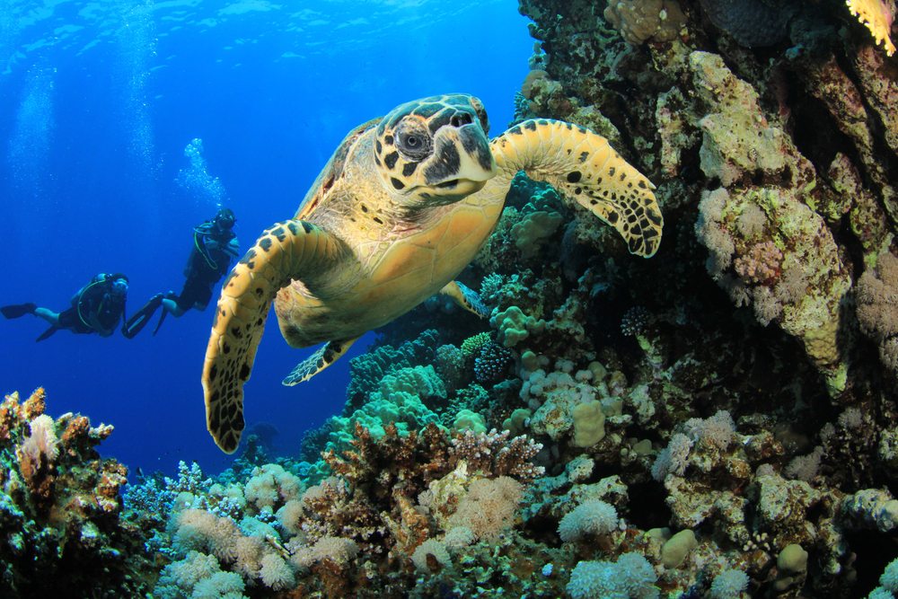 hawksbill-turtle-scuba-diving
