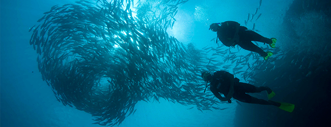 Malaysia School of Fish