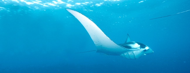 manta ray