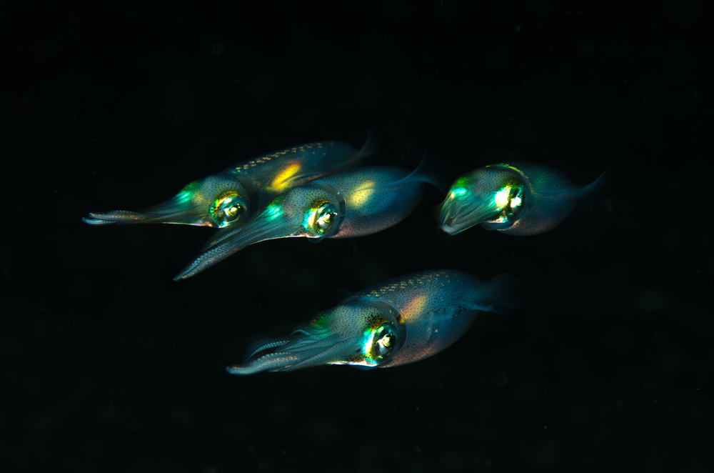 night-dive-squid-Lembeh-Indonesia