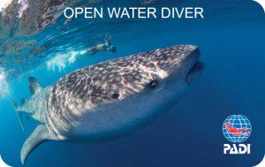 Whale shark and snorkeler © Stephen Frink