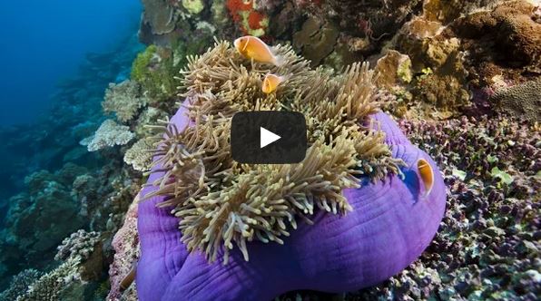 Video of the Week: Scuba Diving in Palau