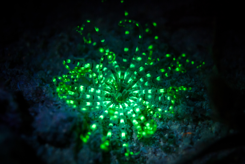 tropical-Pacific-tube-anemone-fluoresce