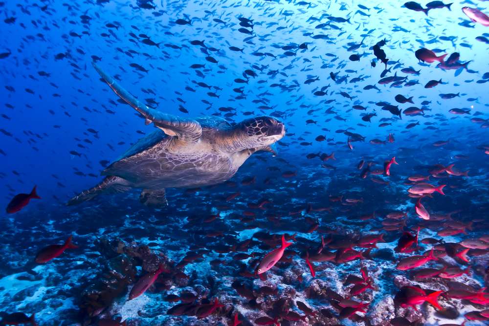 turtle-Galapagos-Ecuador