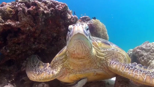 The Green Turtles of Malaysian Borneo