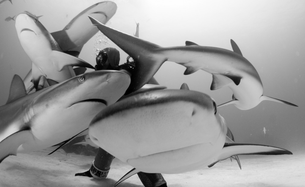 Cristina Zenato swims with sharks in the Bahamas