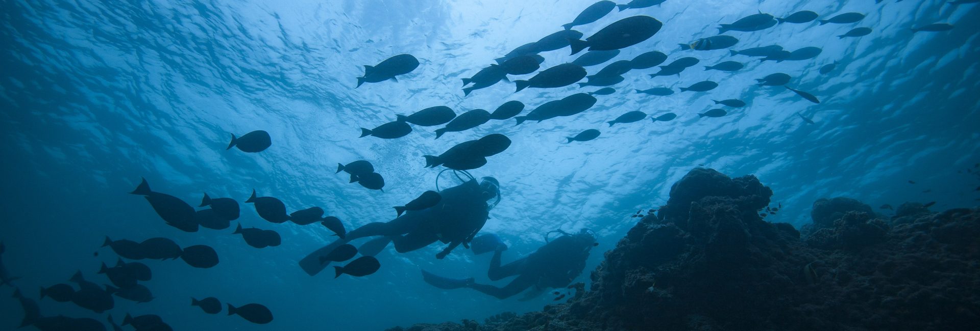 ¿Cuál es la diferencia entre PADI Master Scuba Diver y Divemaster?