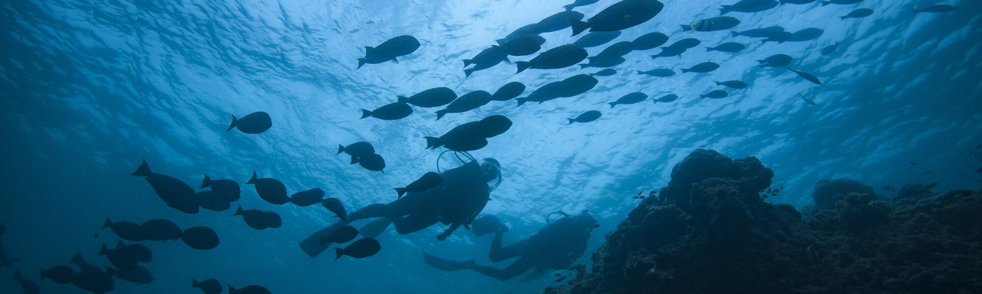 Qual é a diferença entre o PADI Master Scuba Diver e o Divemaster?