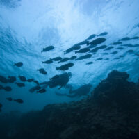 divemaster vs master scuba diver