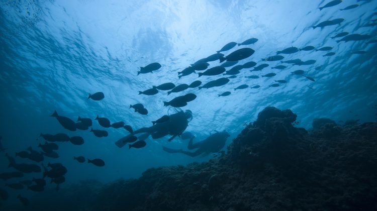 divemaster vs master scuba diver