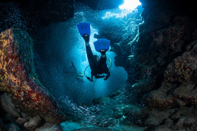 Grand-Cayman-silversides-scuba-diver