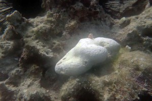 Sierra Madre Coral fragment