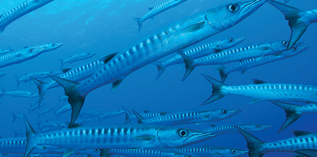 A school of barracuda