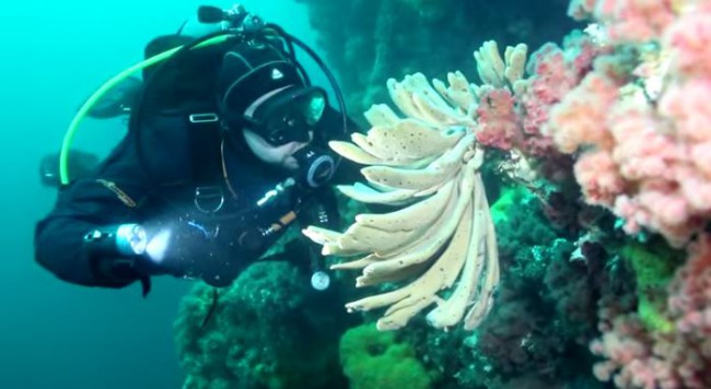 Video of the Week: Scuba Dive British Columbia, Canada