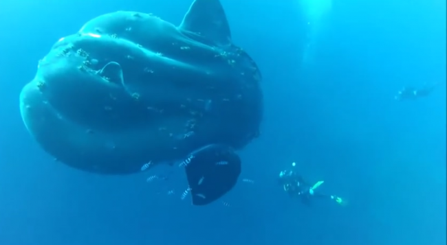 Video of the Week: Mola Mola in Gozo