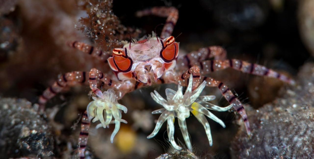 13 Facts About the Pom-Pom Crab