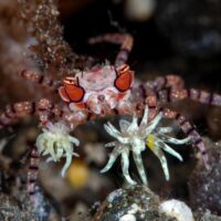 pom-pom crab facts