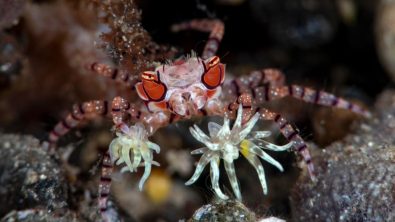 pom-pom crab facts
