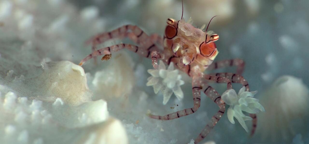 7 Strange Marine Life Creatures You Have To See To Believe