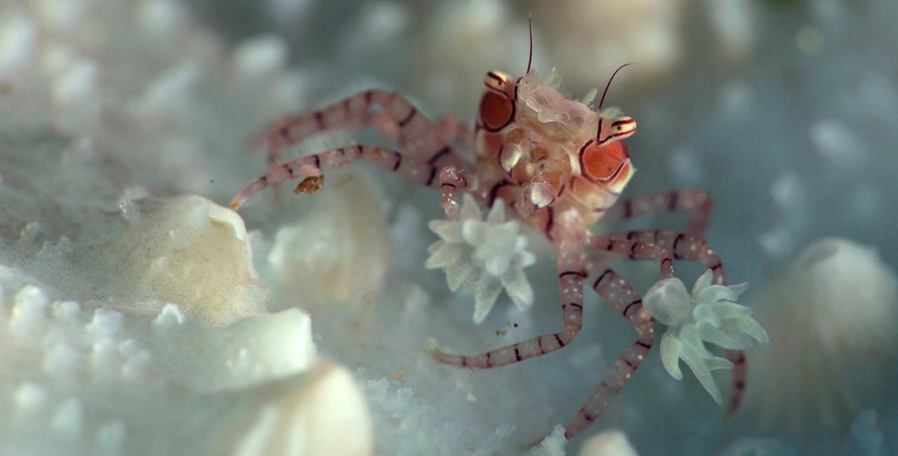 7 Strange Marine Life Creatures You Have To See To Believe