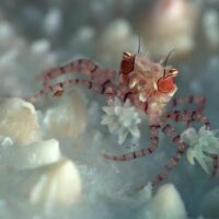 boxing crab facts