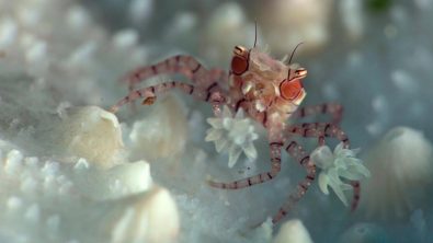 boxing crab facts