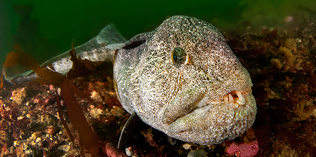 Wolf Eel