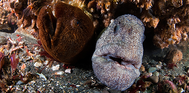 wolf eel face