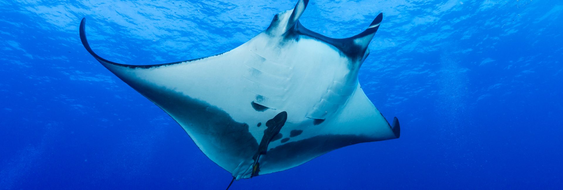 Mystical Manta Rays: The 5 Best Locations for Your Diving Bucket List