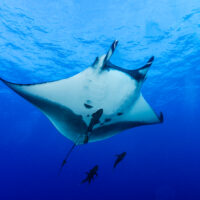The mystical manta ray’s 5 best locations for your diving bucket list