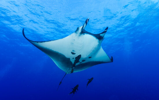 The mystical manta ray’s 5 best locations for your diving bucket list