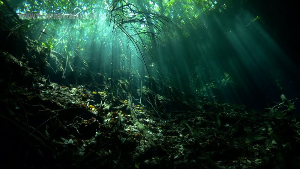 Cenote Mexico Scuba Diving