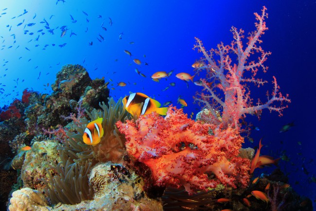 5 interesting facts about corals