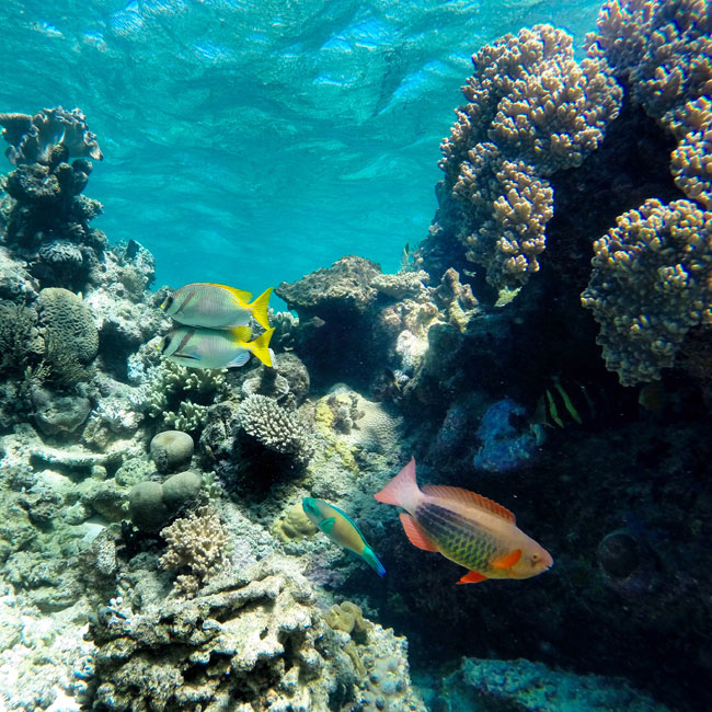 scuba-diving-fish