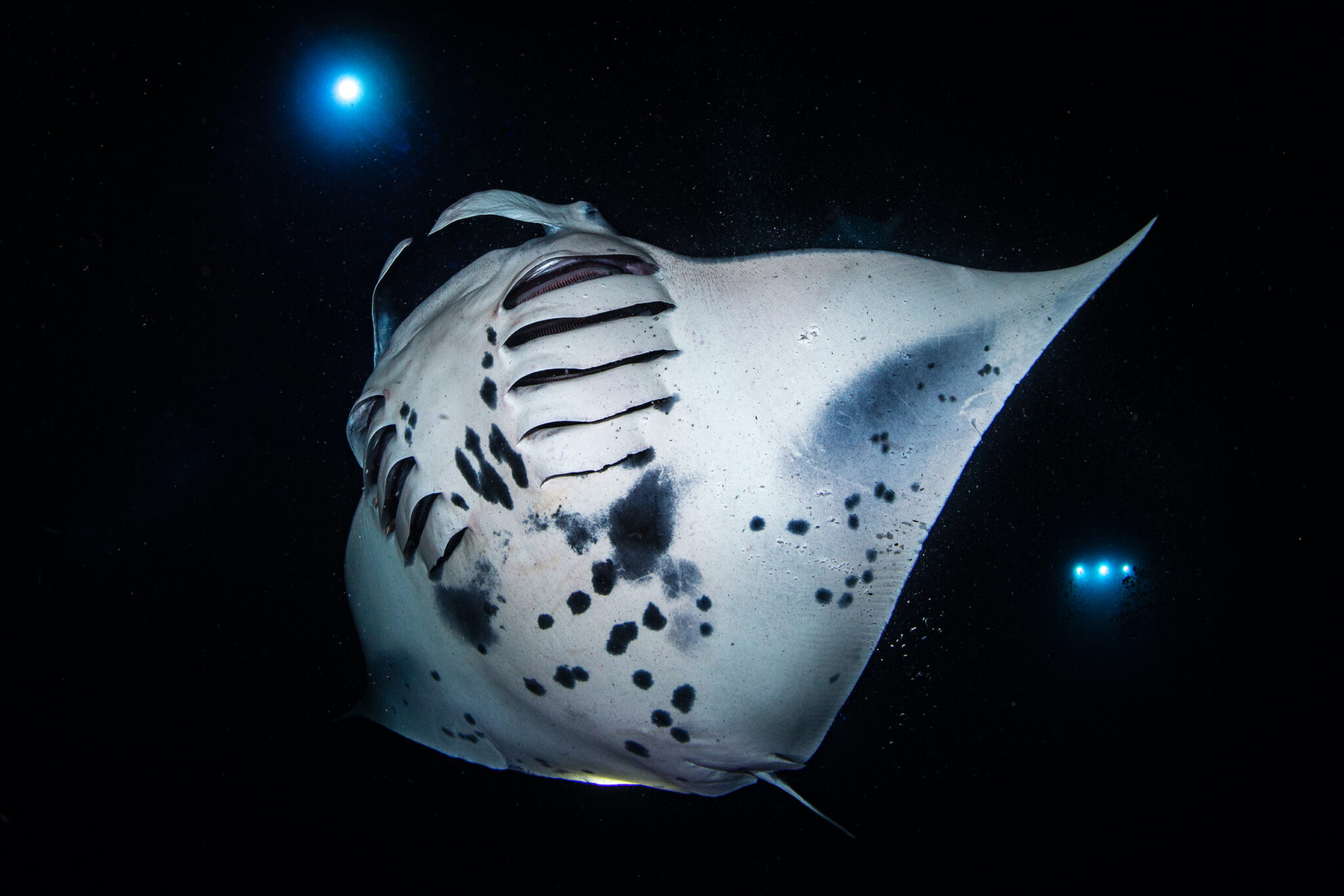 A manta ray dances between divers on a night dive, a Kona scuba diving activity that makes it one of Hawaii's best dive sites