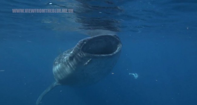 Video of the Week: G I A N T S – Whale sharks of Isla Mujeres
