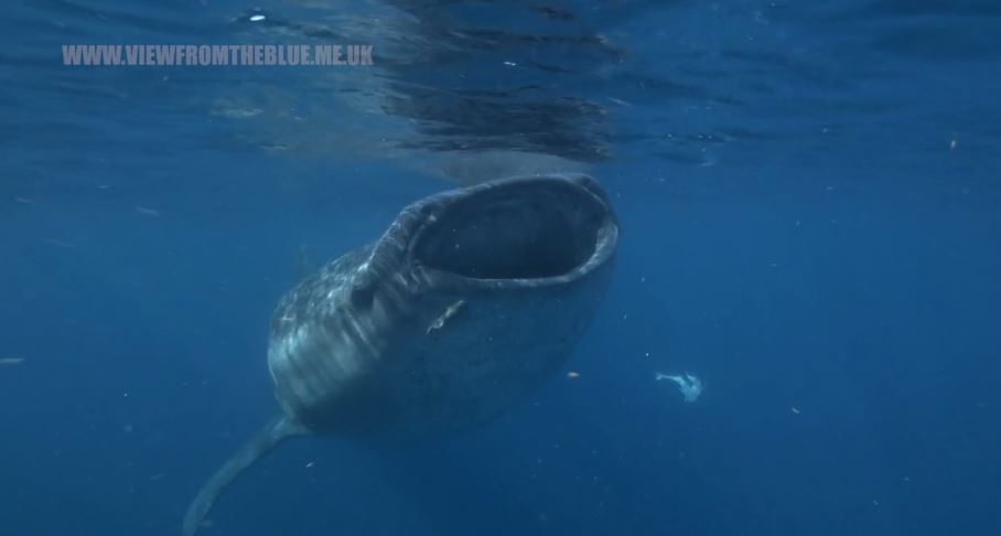 Whale Shark Cancun mexico
