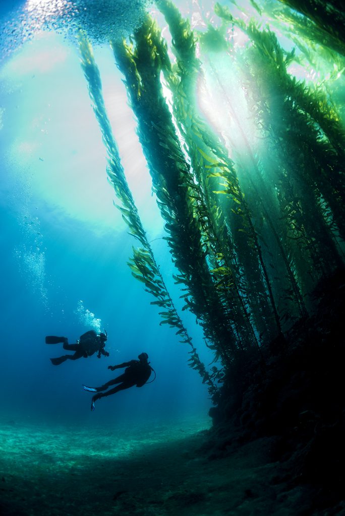 diving in anacapa california