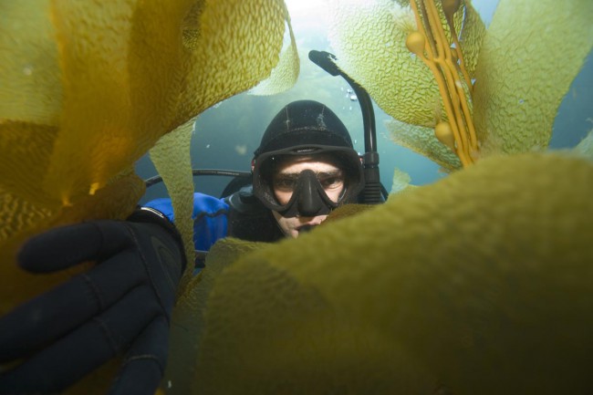 5 Reasons We Love California Kelp Diving