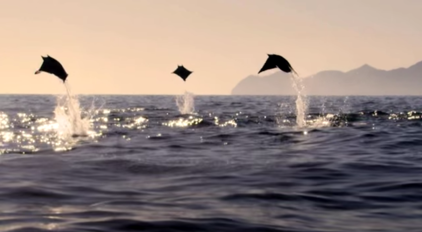 Mobula Rays