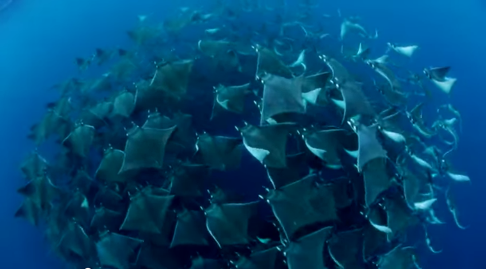 Mobula Rays