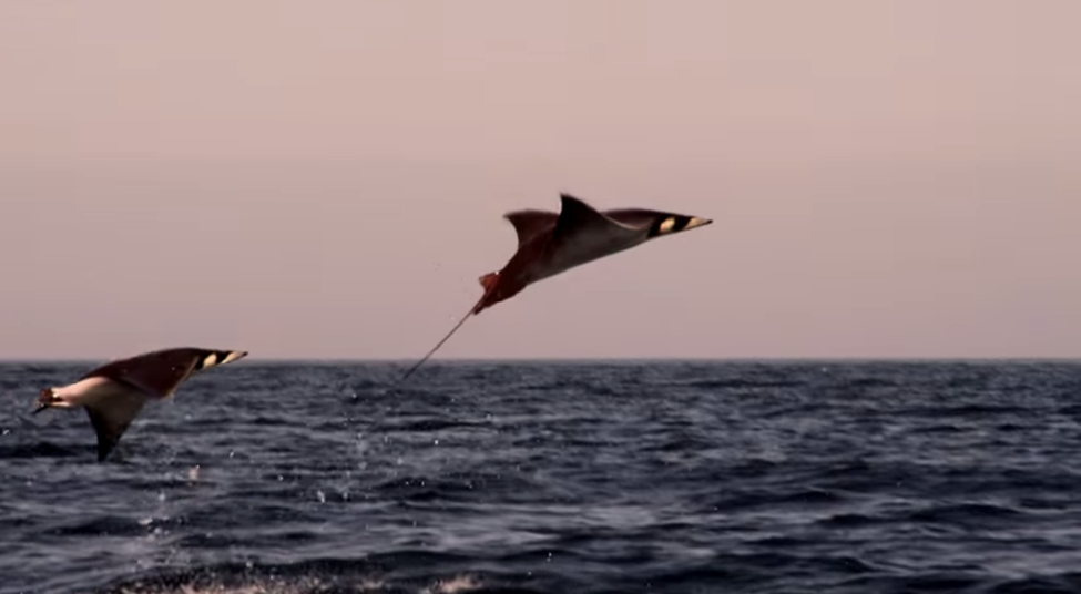 Mobula Rays