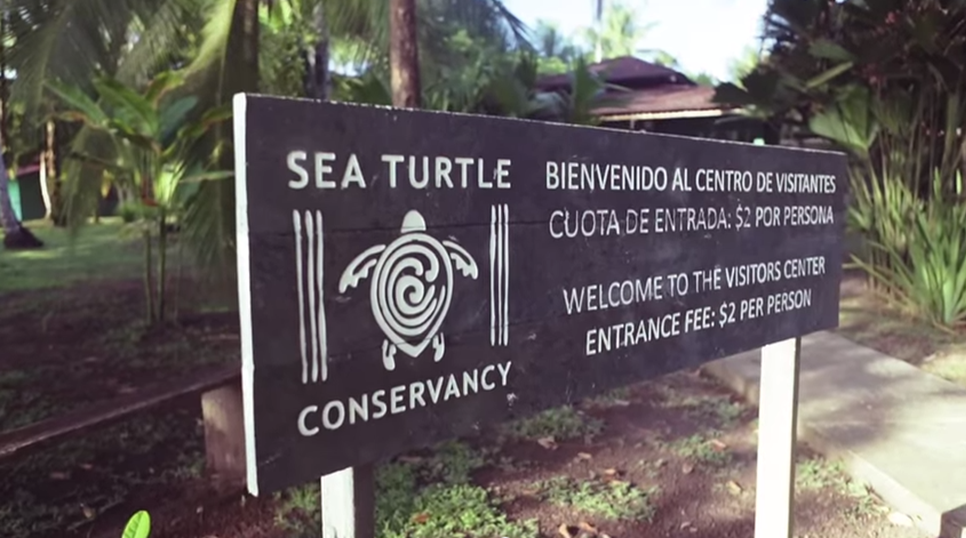 Sea Turtle Conservancy Costa Rica