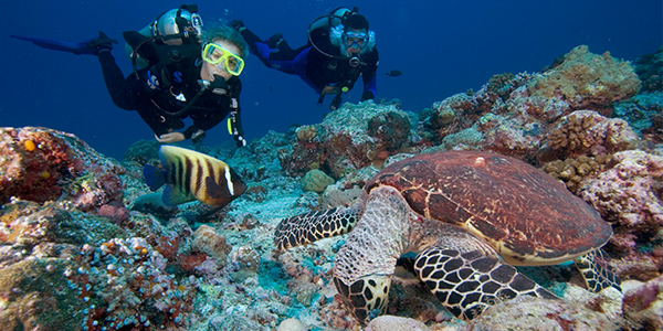 Divers with turtle