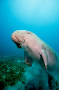 Dugong 